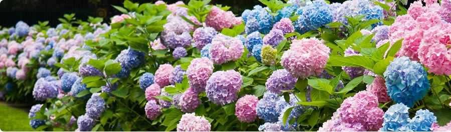 giardiniere impresa giardinaggio Guanzate